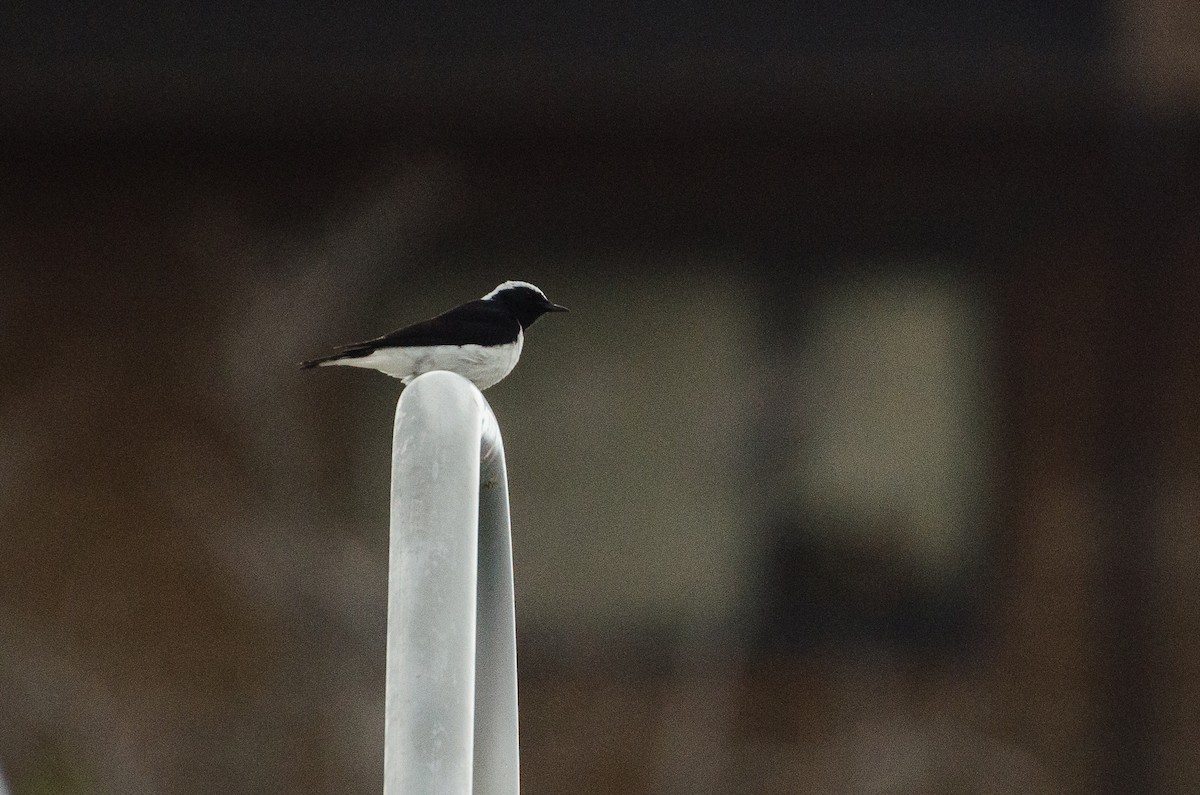Pied Wheatear - ML164262411