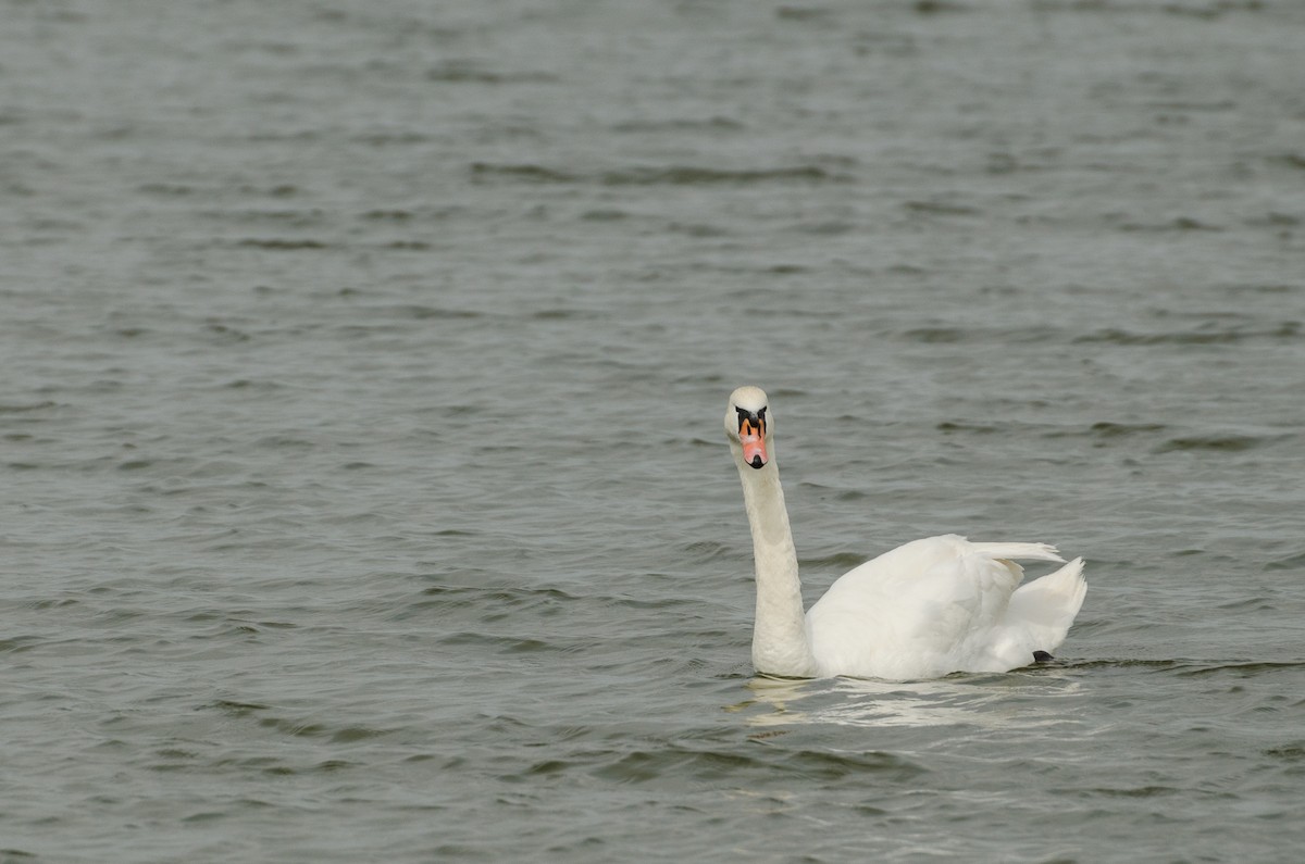 Mute Swan - Anonymous