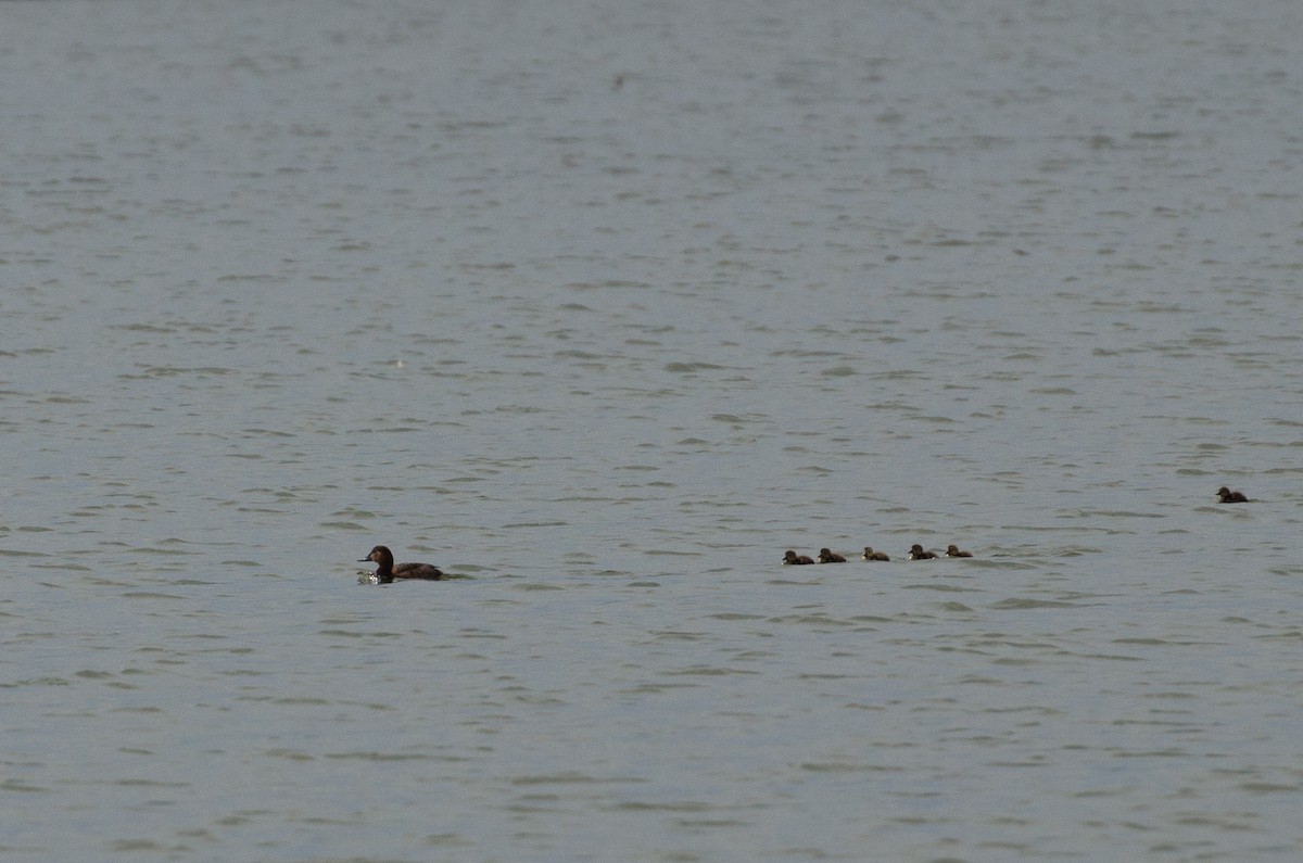 Common Pochard - ML164262571