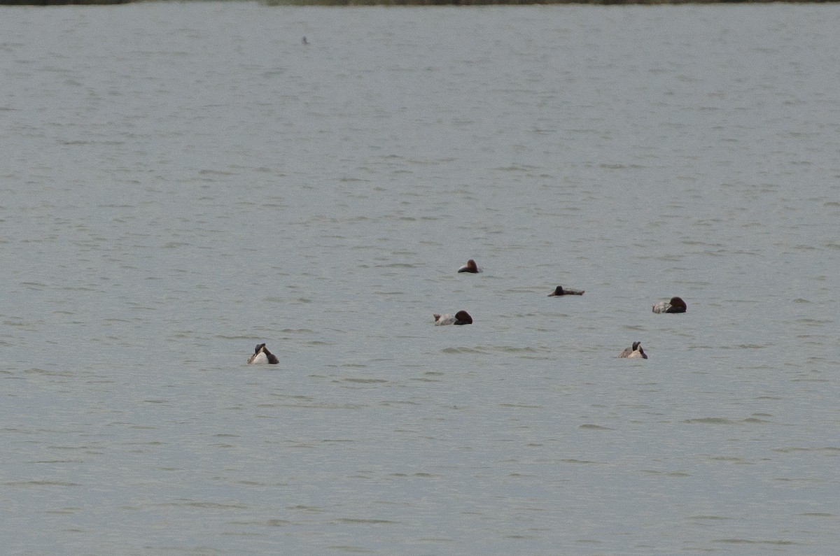 Great Crested Grebe - ML164262581