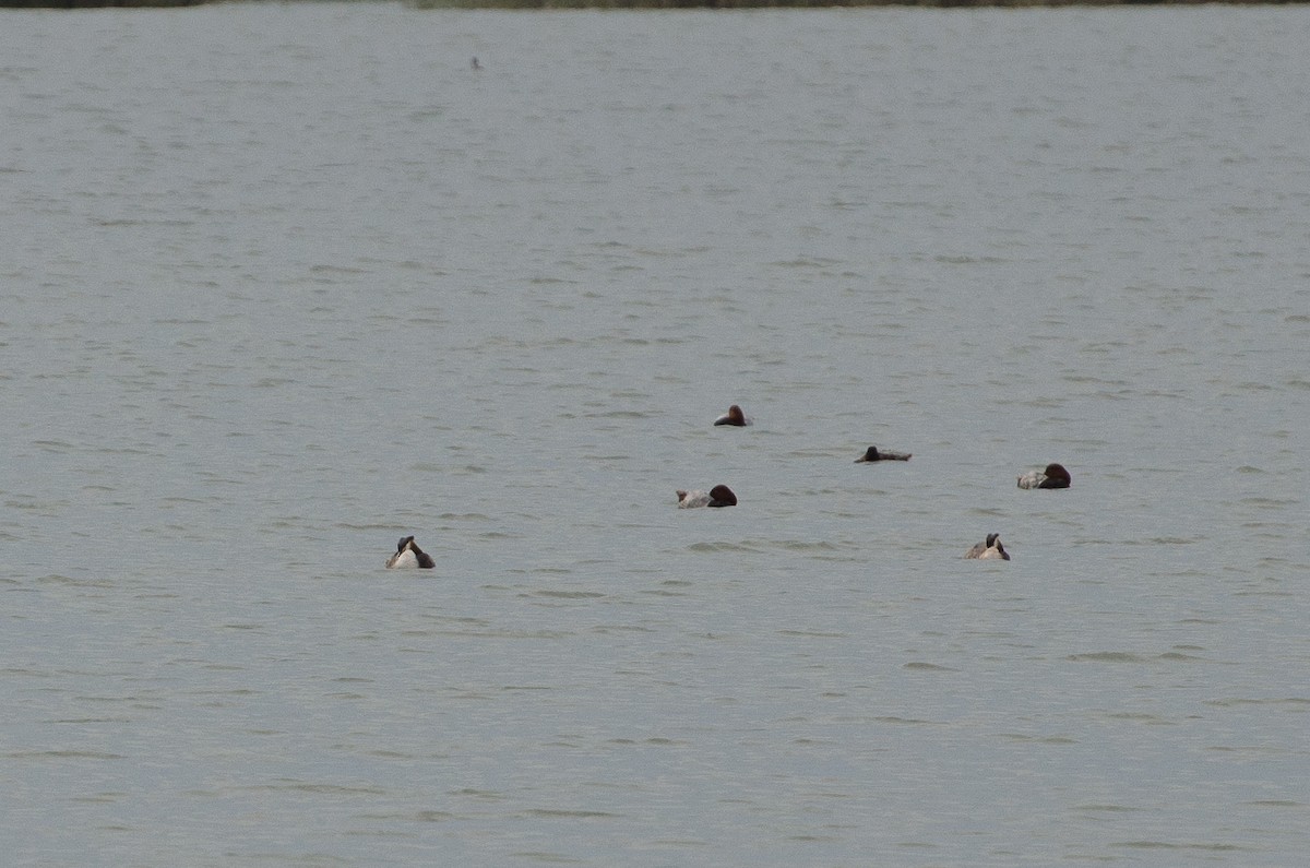 Great Crested Grebe - ML164262581