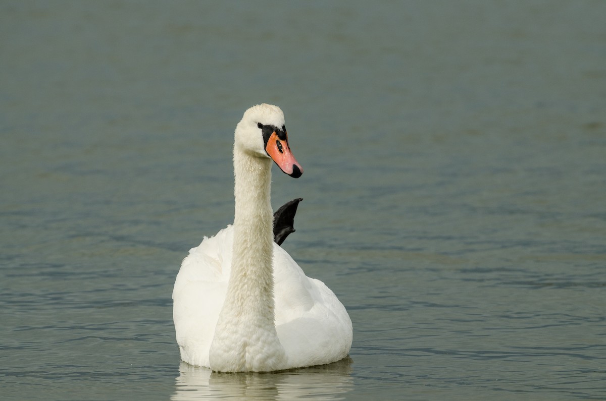 Mute Swan - ML164262591
