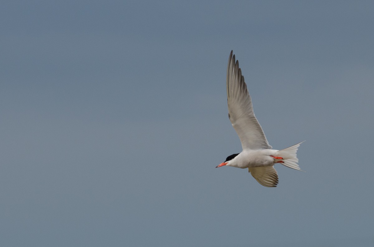 Common Tern (hirundo/tibetana) - ML164262671