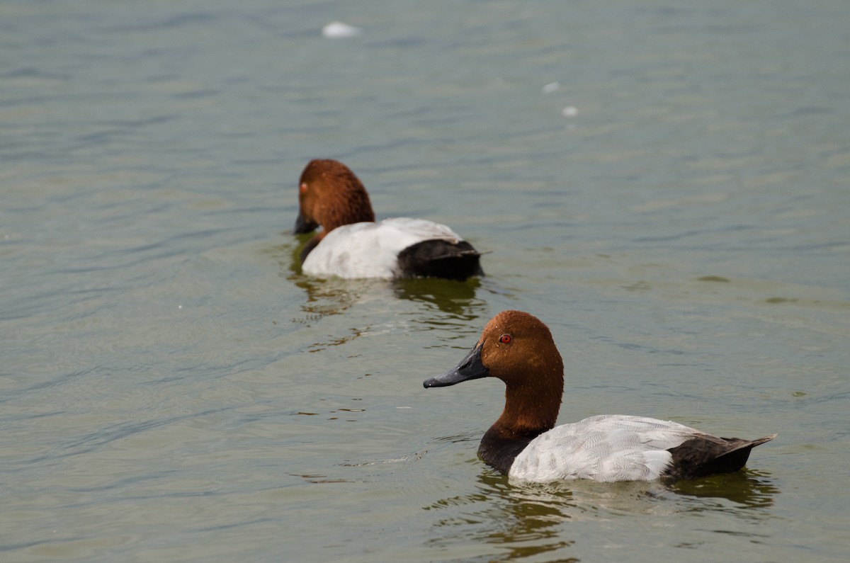 Common Pochard - ML164262681
