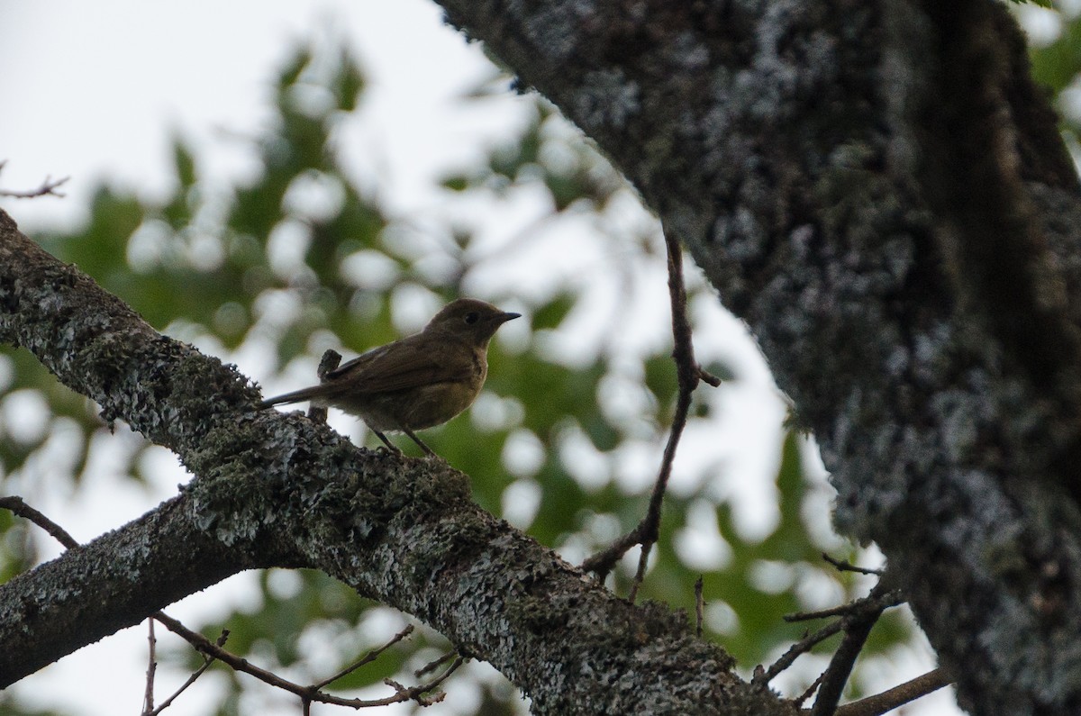 Eurasian Blackcap - ML164262861