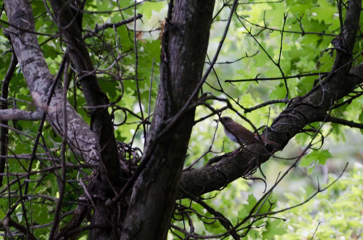 Common Nightingale - ML164262881