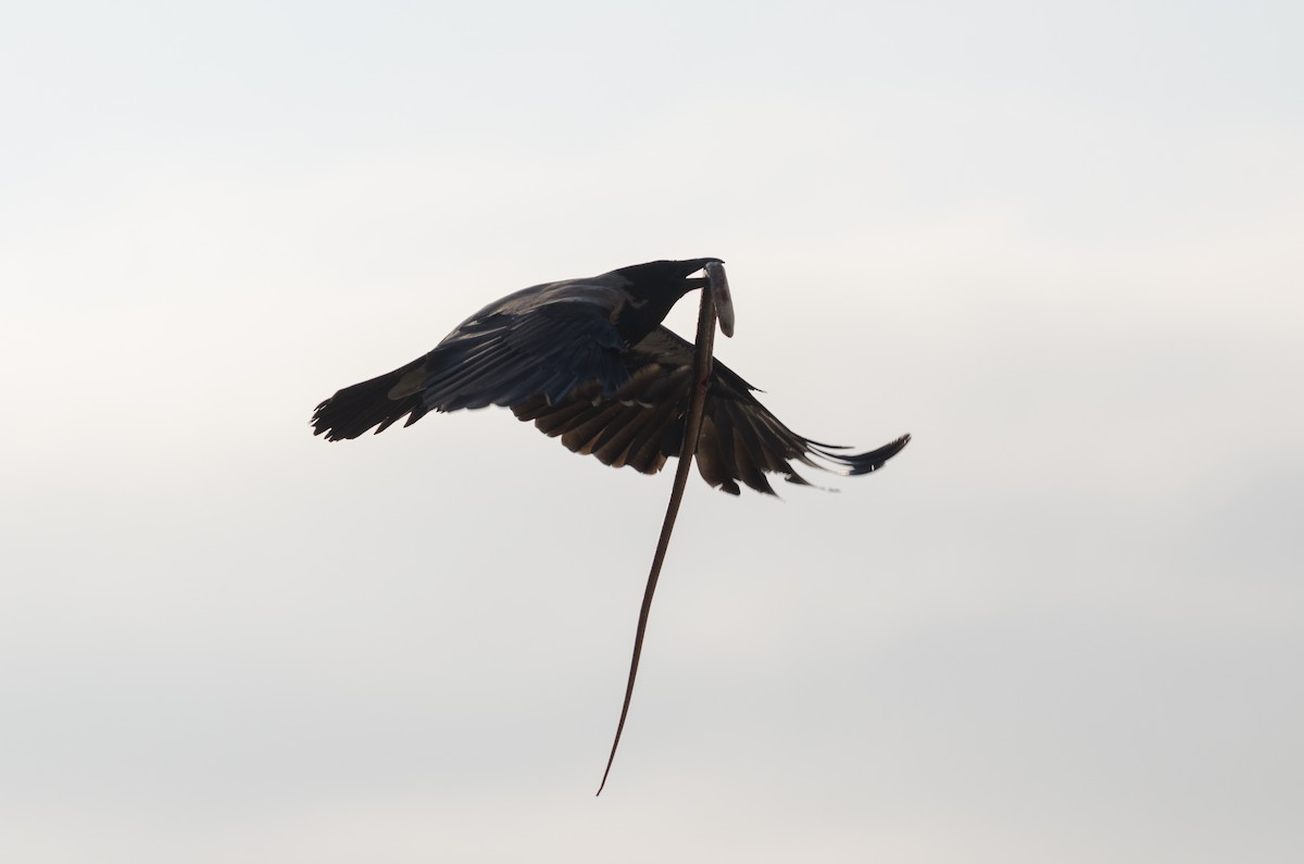 Hooded Crow - ML164262941