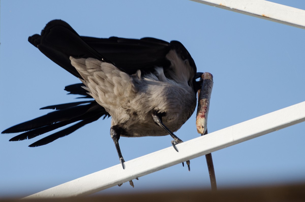 Hooded Crow - ML164262961