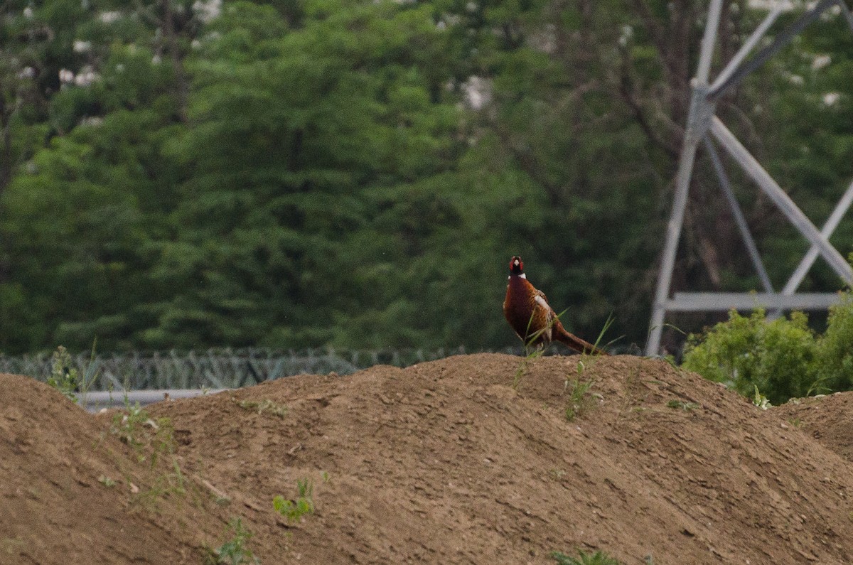 bažant obecný - ML164263111