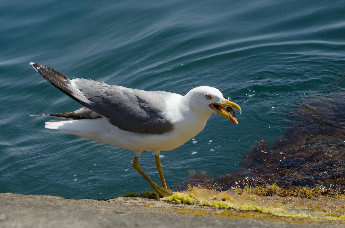 Yellow-legged Gull - ML164263191