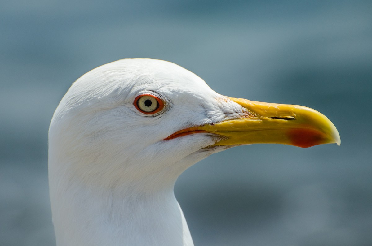 Yellow-legged Gull - ML164263221