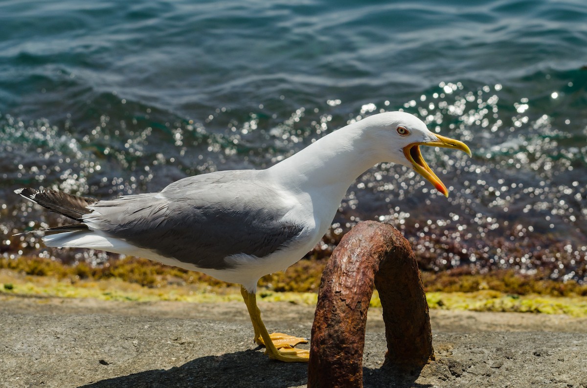 Yellow-legged Gull - ML164263231