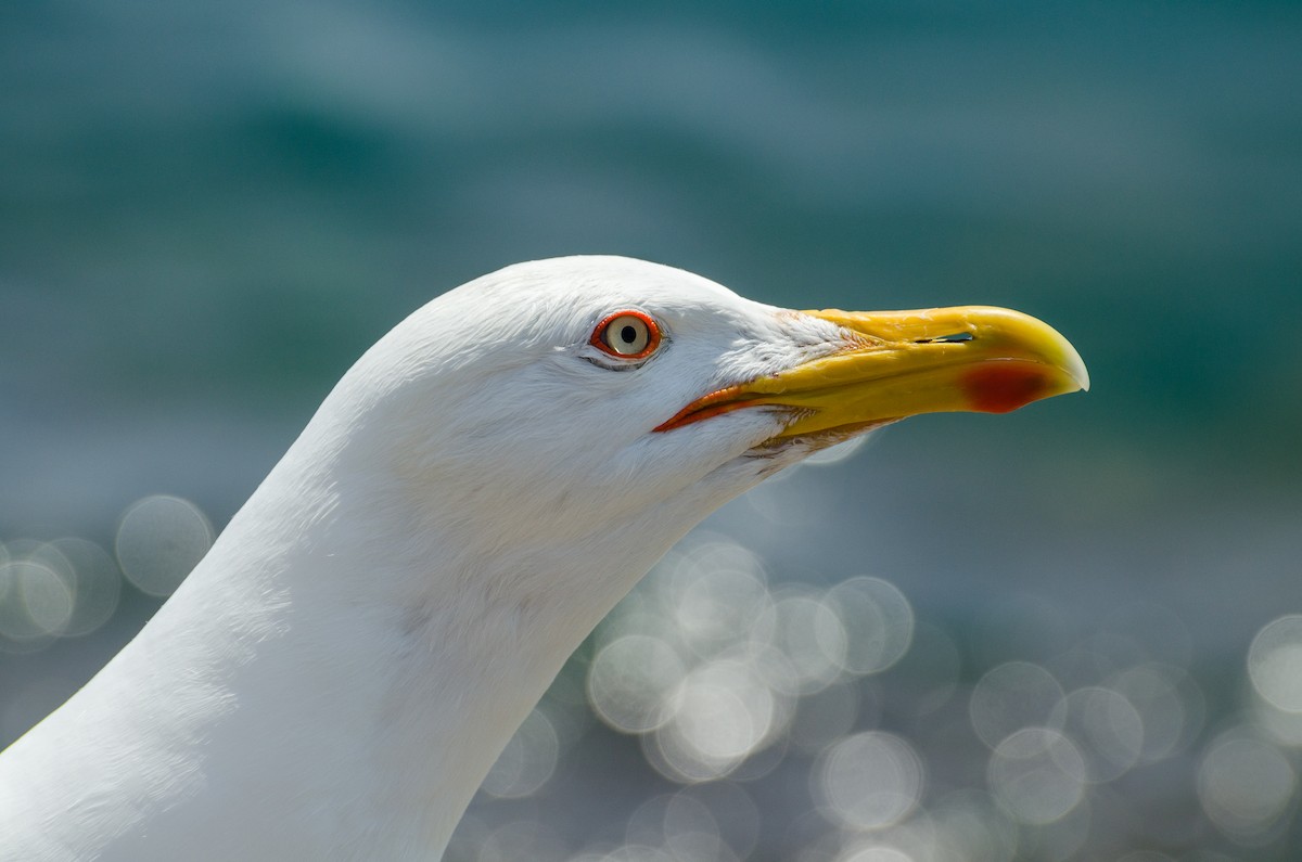 Yellow-legged Gull - ML164263241