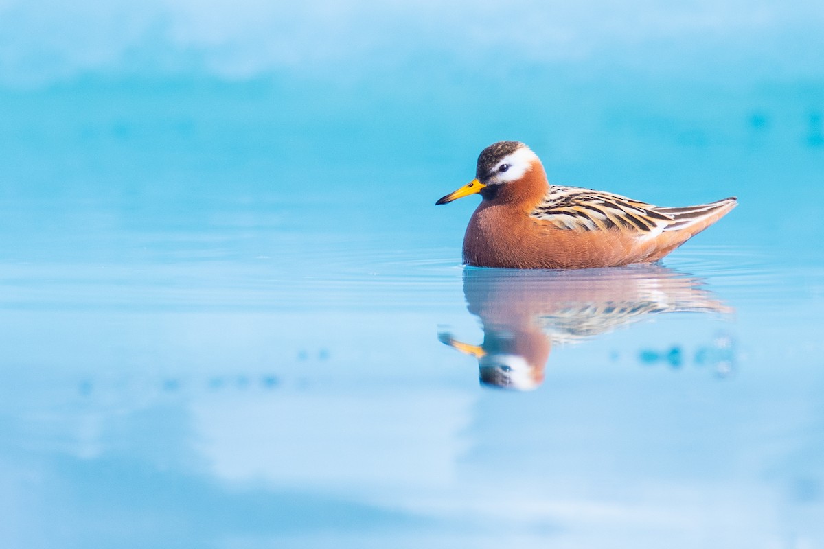 Red Phalarope - ML164263281