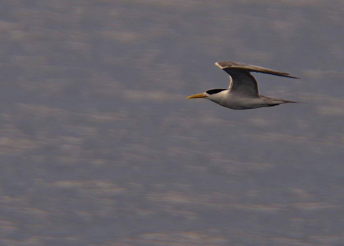 Great Crested Tern - ML164263551