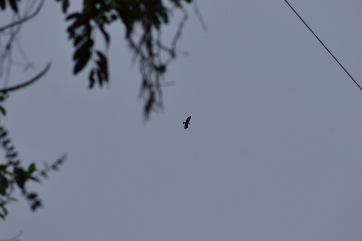 Hook-billed Kite - ML164263911