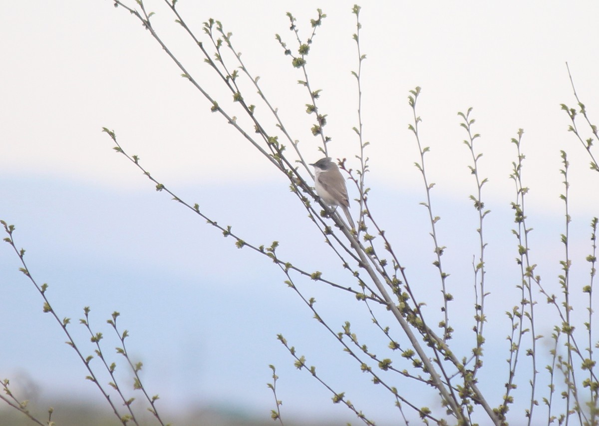 Lesser Whitethroat (Lesser) - ML164264181