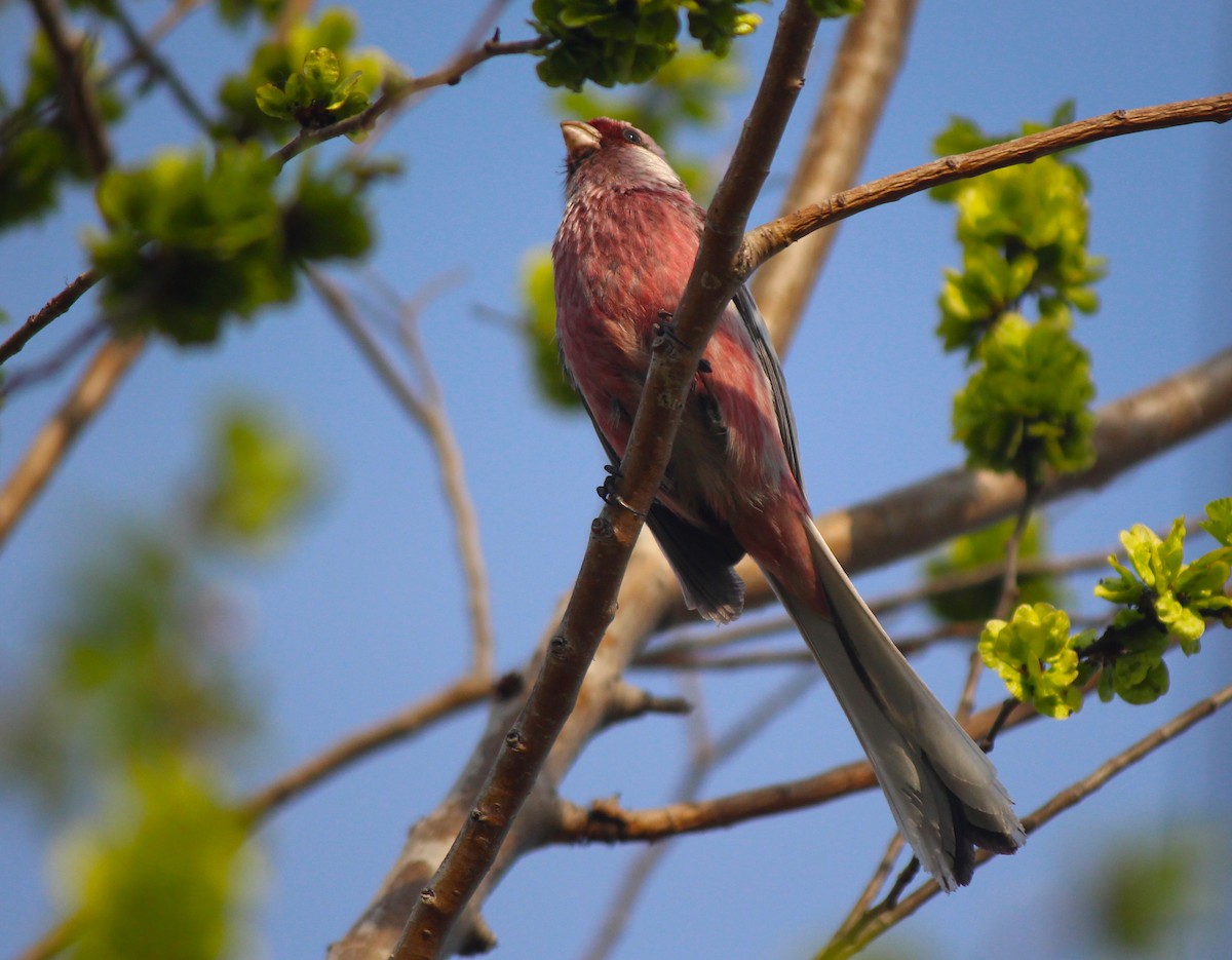 Long-tailed Rosefinch - ML164264271