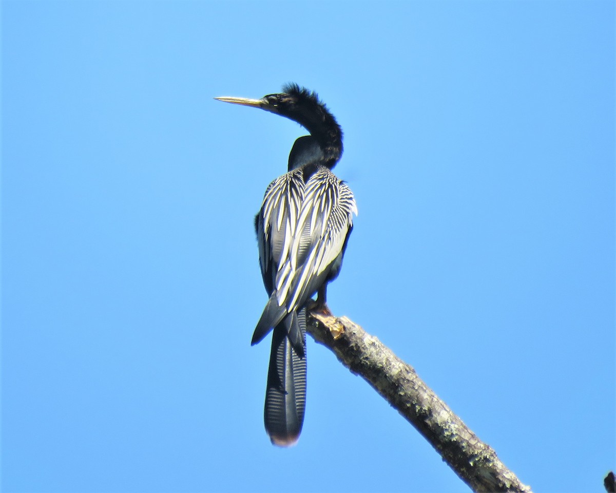 Anhinga - Julie Mobley