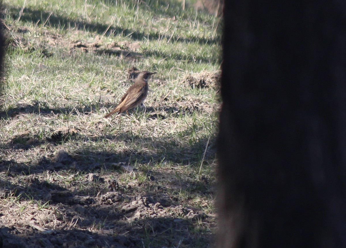 Naumann's Thrush - ML164265051