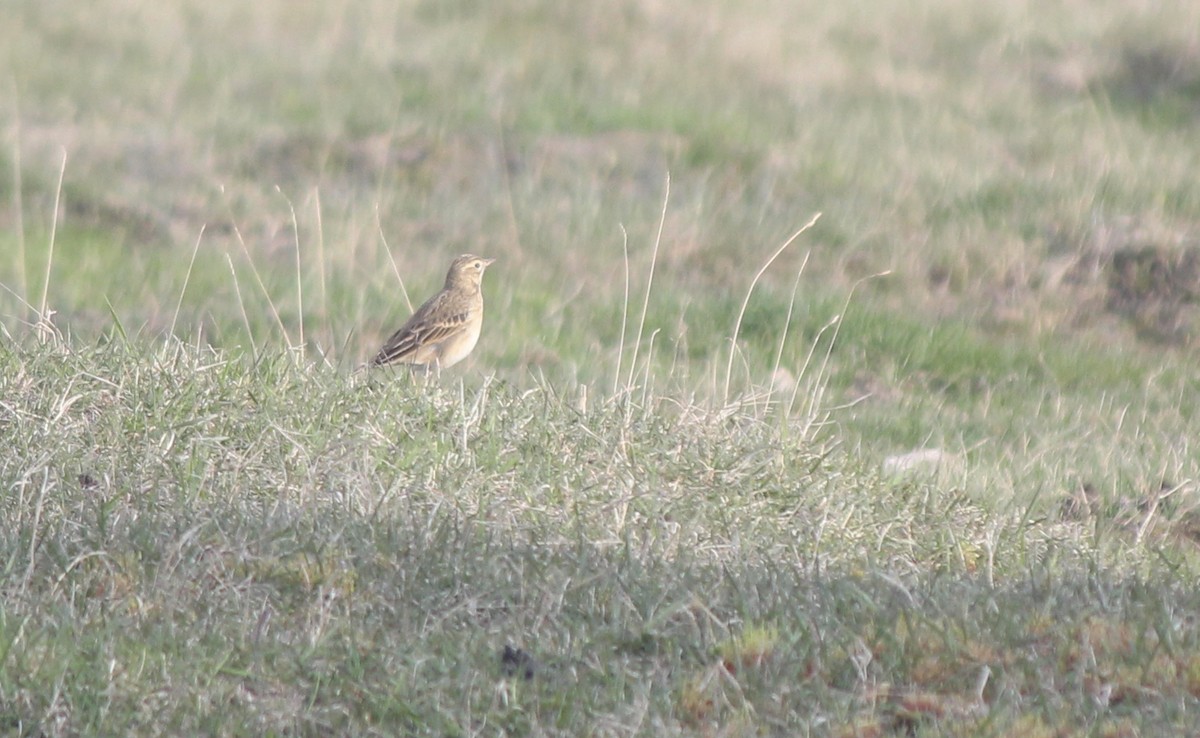 Blyth's Pipit - ML164265061