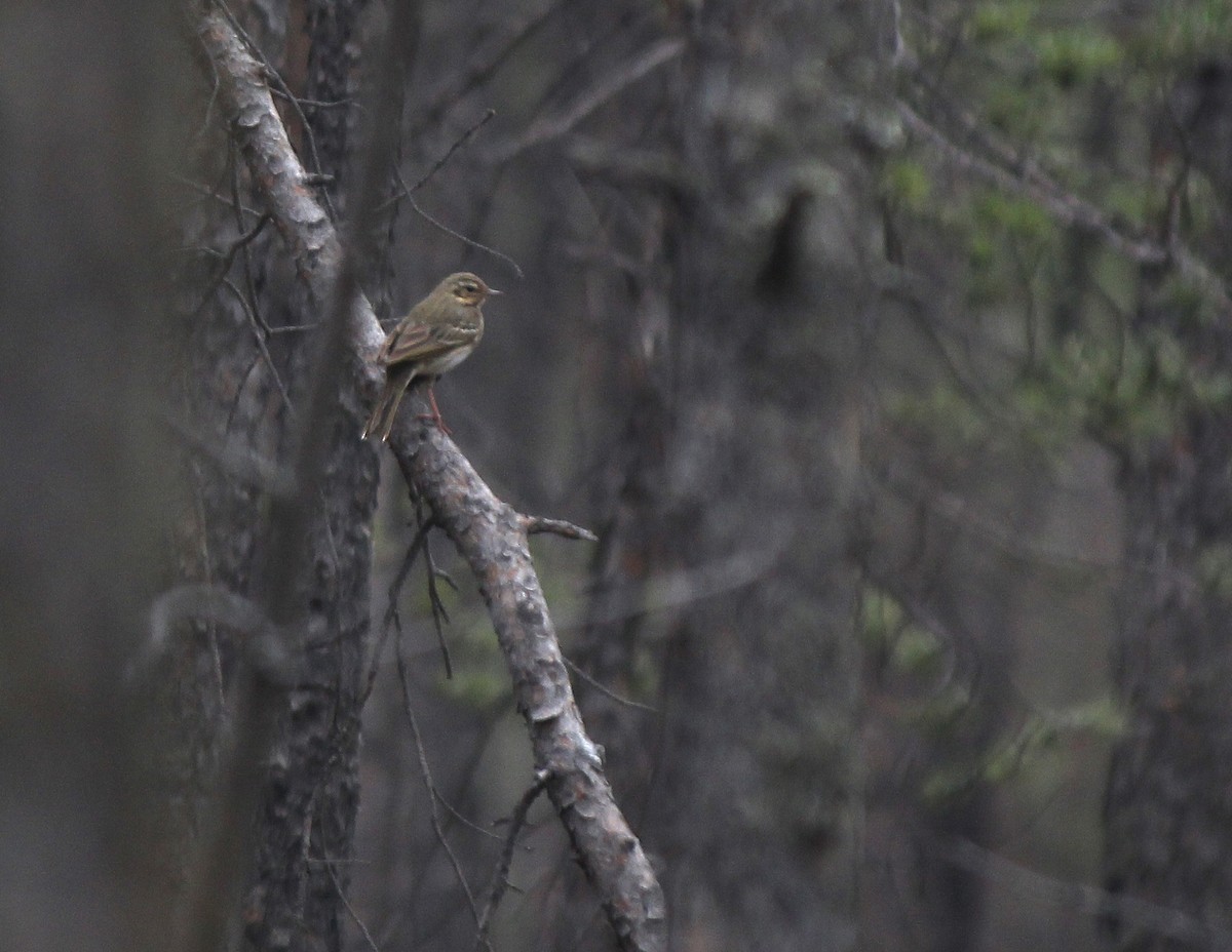 Pipit à dos olive - ML164265141