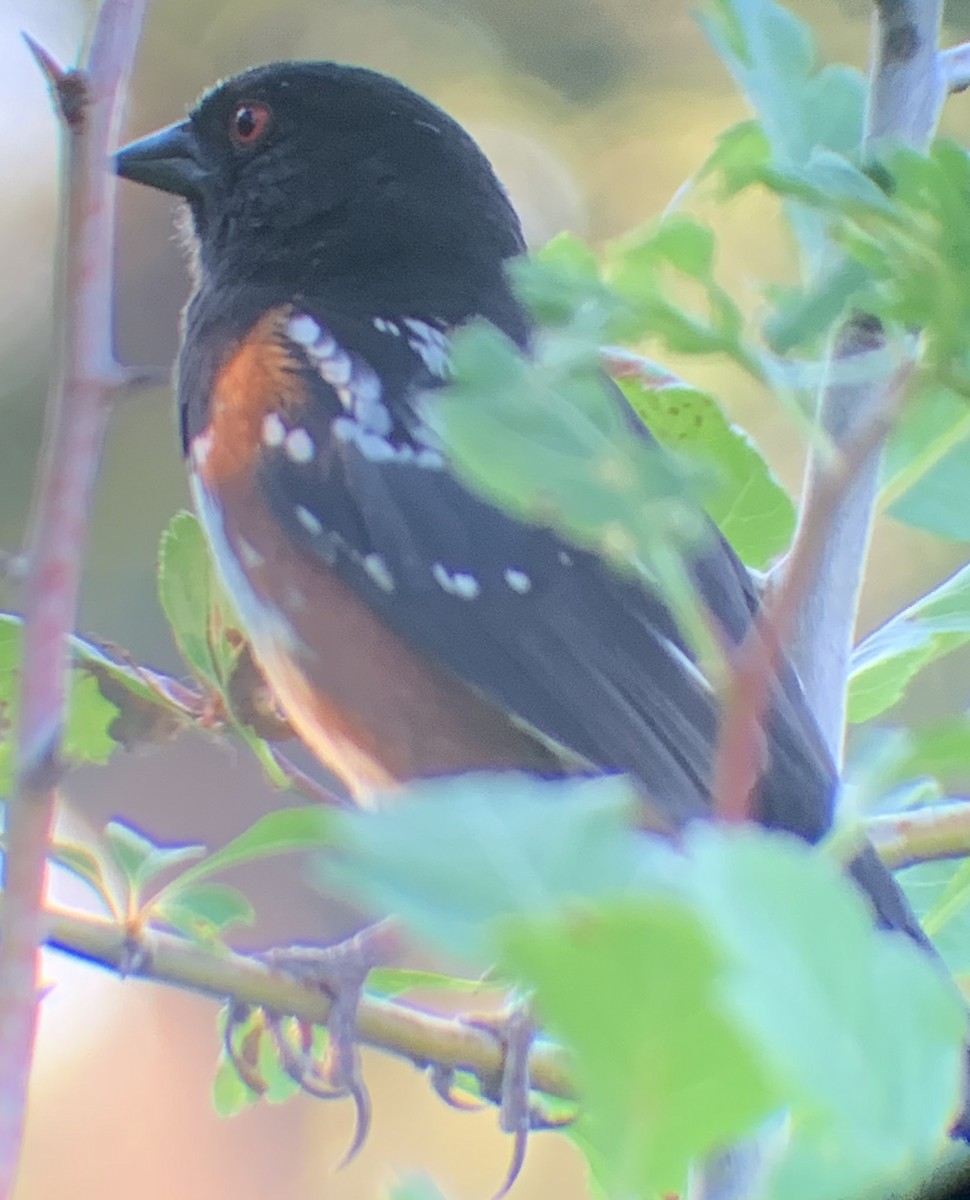 Spotted Towhee - ML164265341