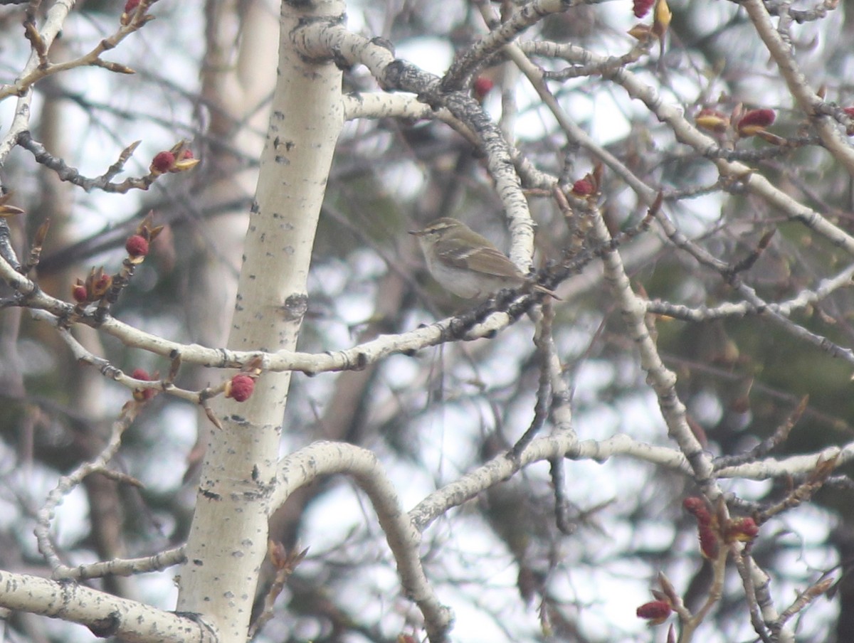 Yellow-browed Warbler - ML164265371