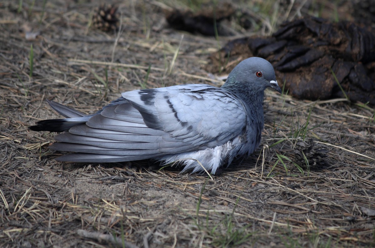 Pigeon des rochers - ML164265401