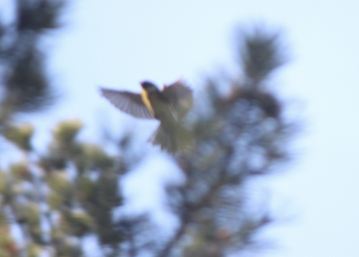 Yellow-breasted Bunting - ML164265481