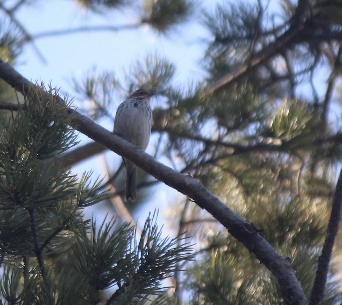 Little Bunting - ML164265511