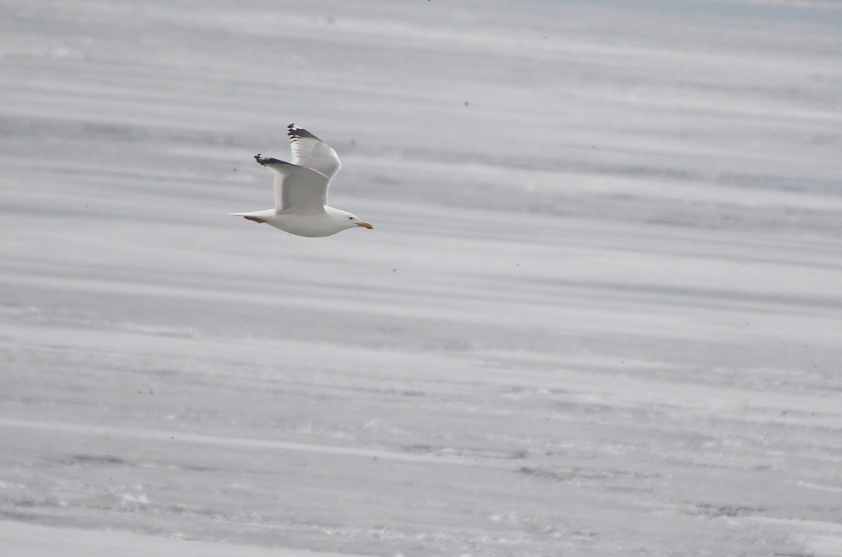 Herring Gull (Vega) - Esme Rosen