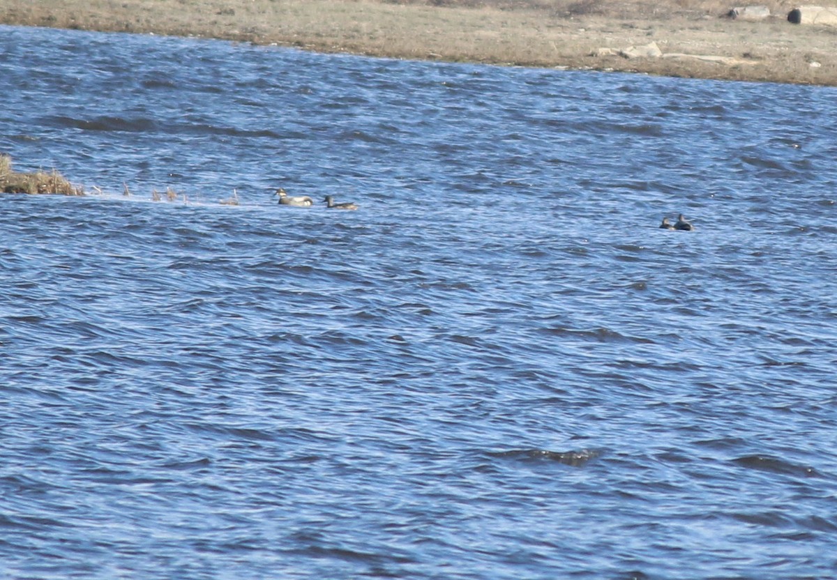 Falcated Duck - ML164266581