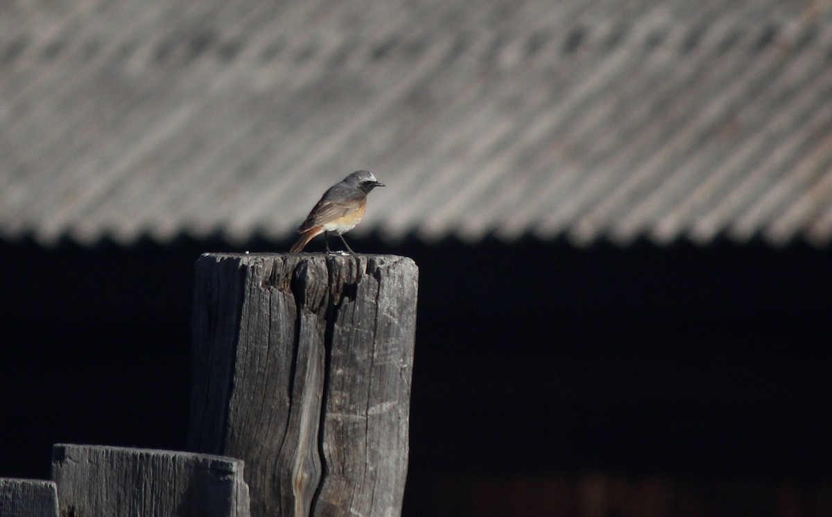 Common Redstart - ML164266881