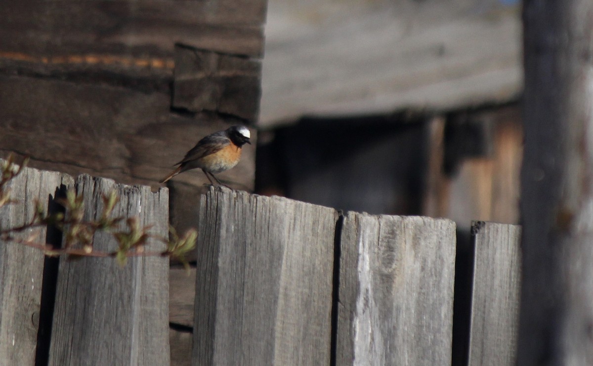 Common Redstart - ML164266981