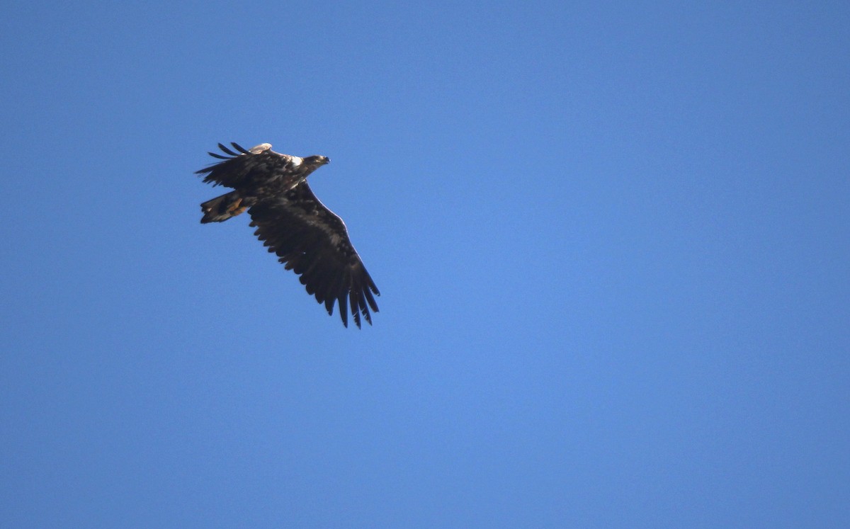 White-tailed Eagle - ML164267341