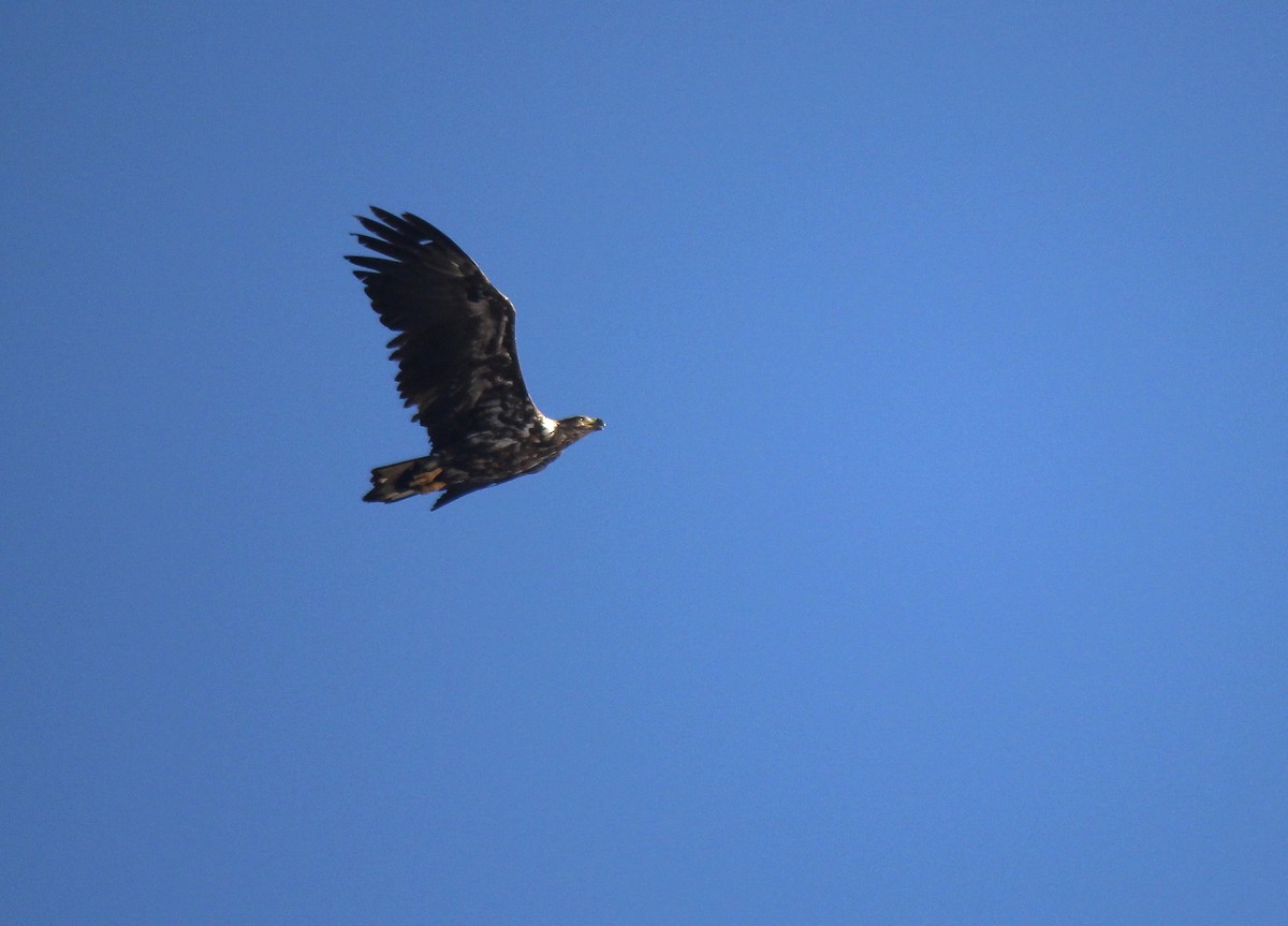 White-tailed Eagle - ML164267351