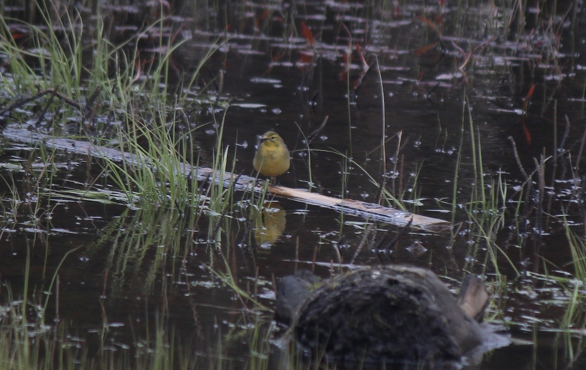 Eastern Yellow Wagtail (Green-headed) - ML164267781