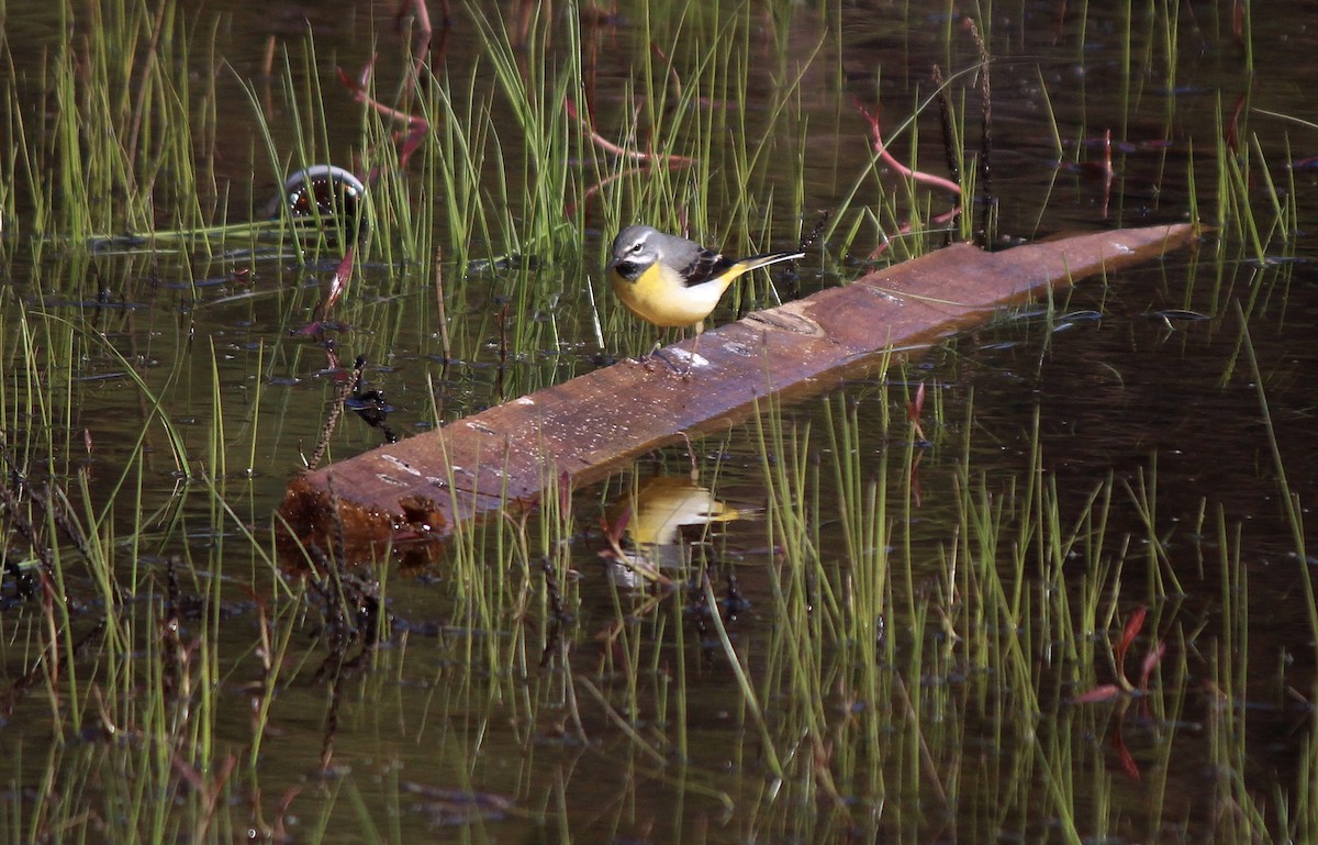 Gray Wagtail - ML164267891