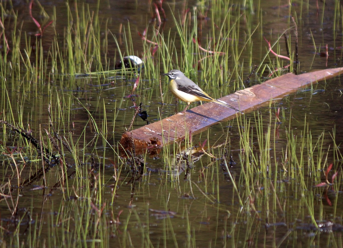 Gray Wagtail - ML164267911