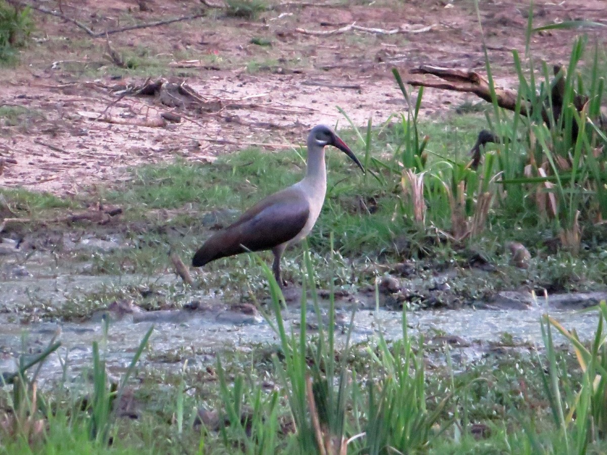 Hadada Ibis - ML164270431