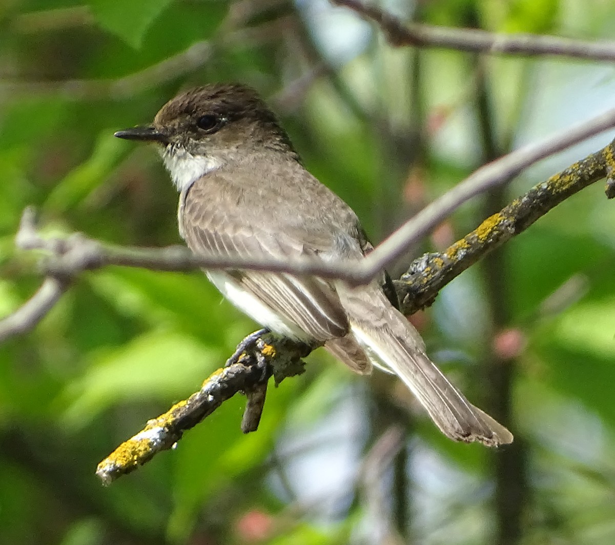 Eastern Phoebe - ML164270981