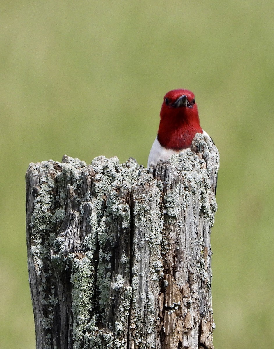 Red-headed Woodpecker - ML164271011