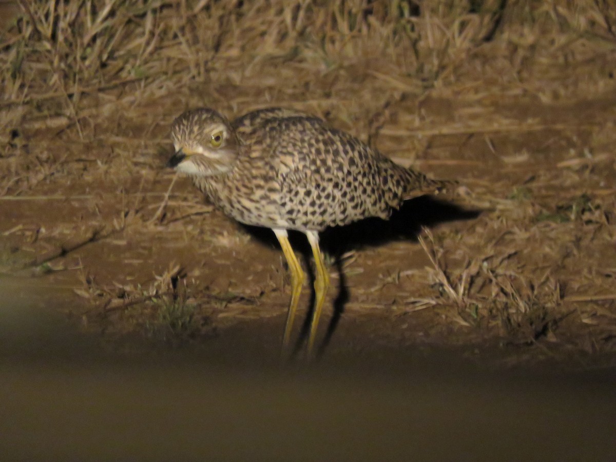 Spotted Thick-knee - Jennifer Rycenga