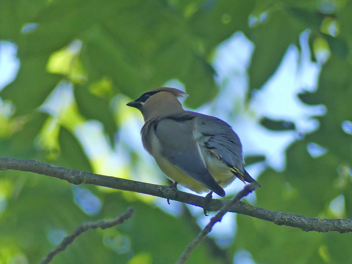 Cedar Waxwing - ML164275751