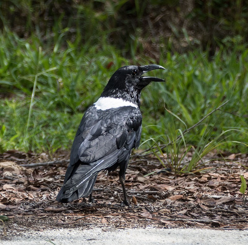 Corbeau pie - ML164277041