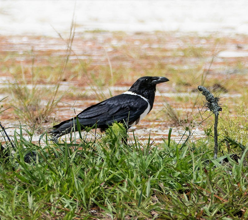 Corbeau pie - ML164277051