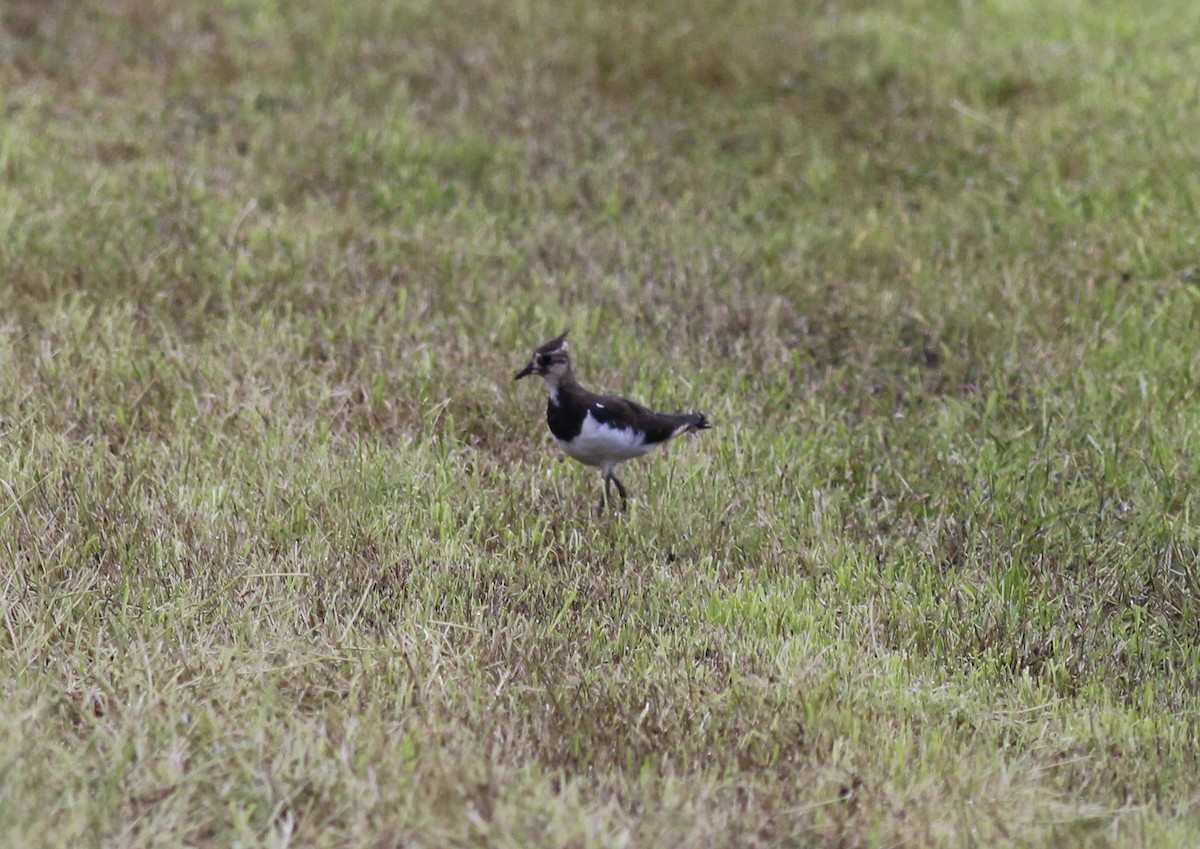 Northern Lapwing - ML164277651