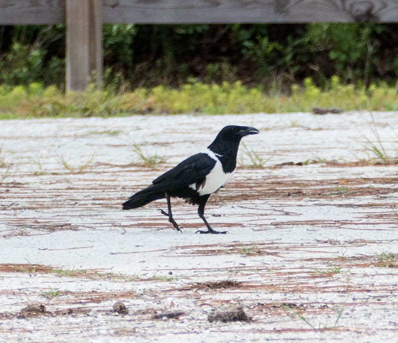 Corbeau pie - ML164277881
