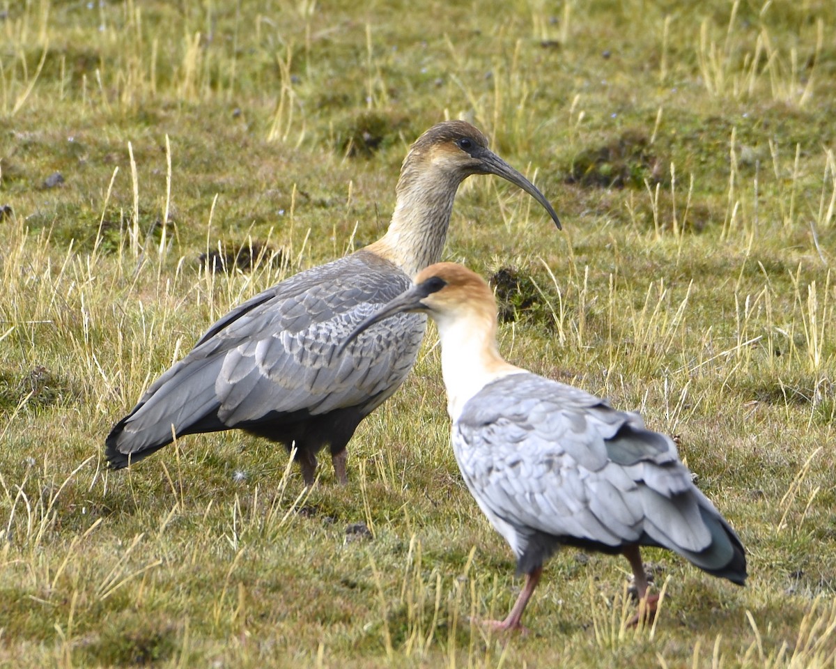 Andean Ibis - Greg Hudson